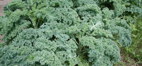 Boerenkool zaaien info op Moestuinweetjes.com