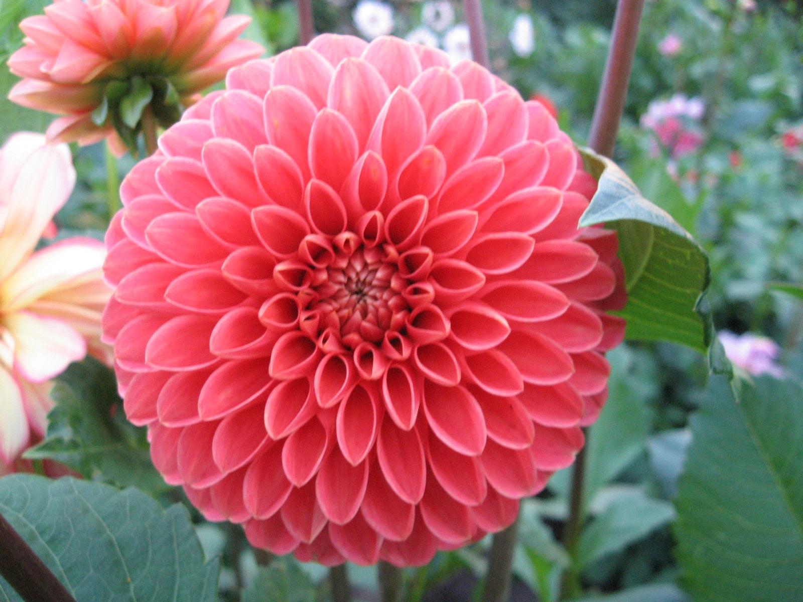 Dahlias, planten die van oudsher in bijna iedere moestuin voorkwamen