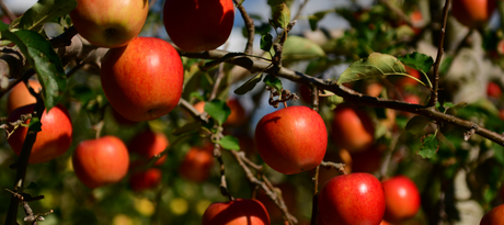 Een fruitboom planten