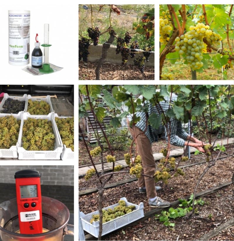 Wanneer Druiven Oogsten? Zuurtegraad en Suiker Meten