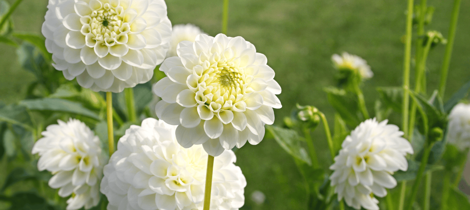 Dahlia plant met witte bloemen