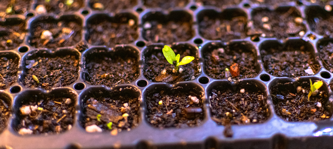Sla zaaien geeft zoveel beloning bij de oogst