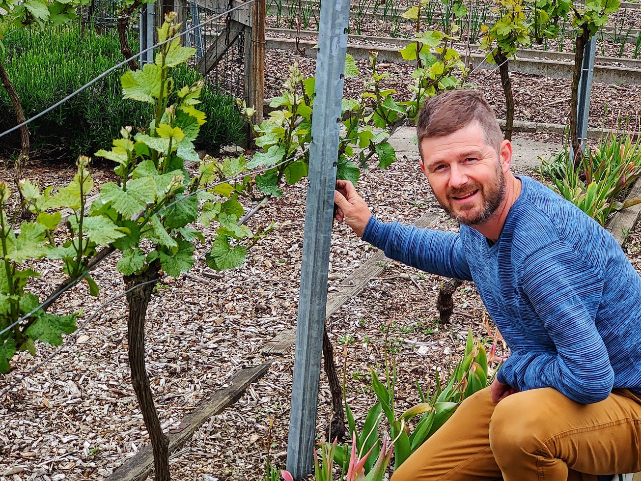 Wijn maken van druiven