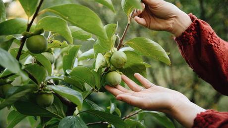 Overige kweekmaterialen