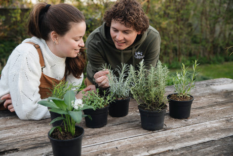 Moestuin plantjes te koop