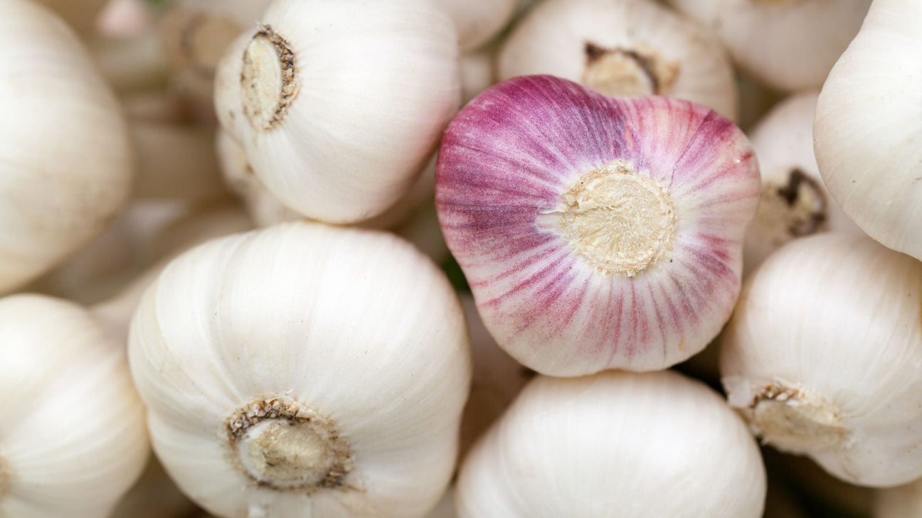 knoflook planten