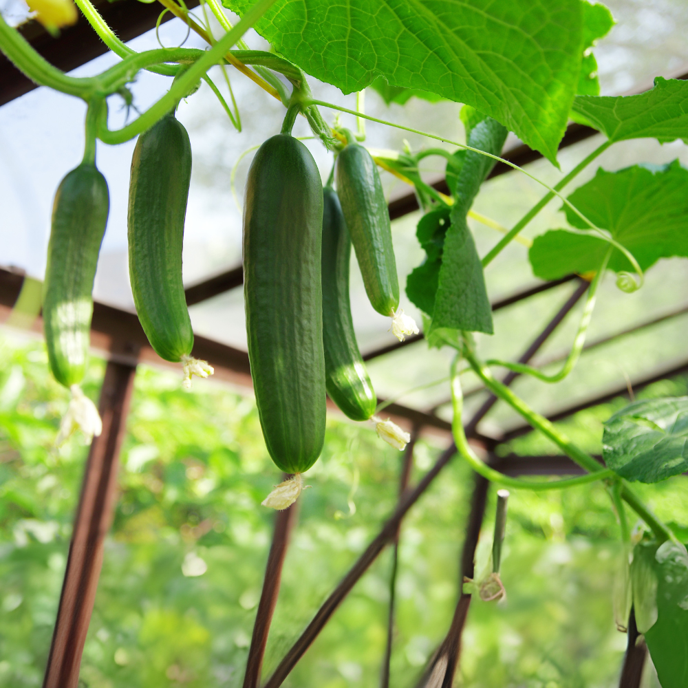 Komkommer zaad