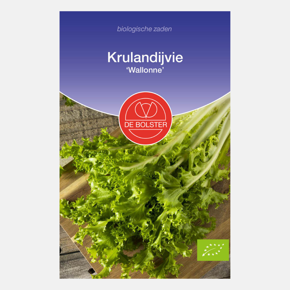 Endive frisée 'Wallonne' BIO