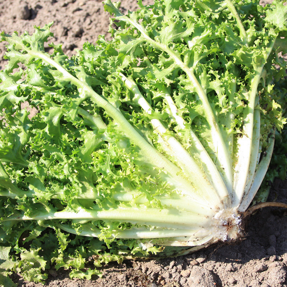 Endive frisée 'Wallonne' BIO