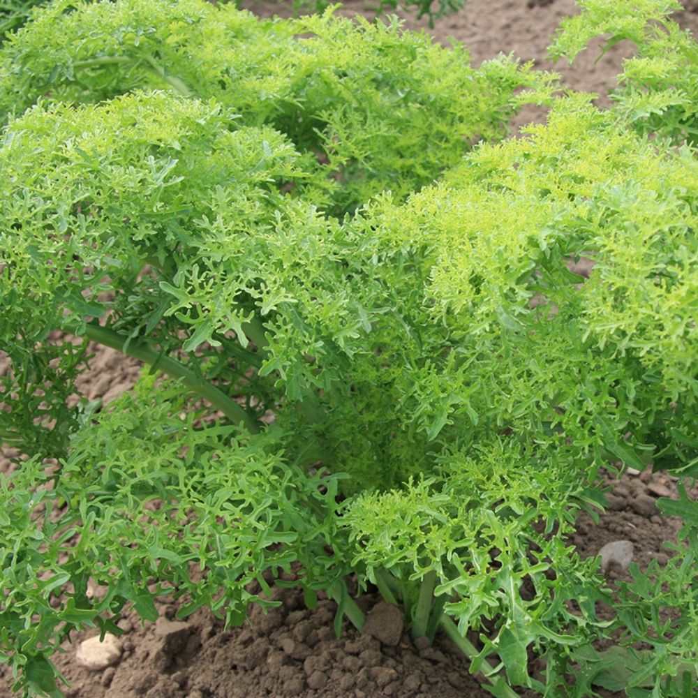Leaf mustard 'Golden Frills' ORGANIC