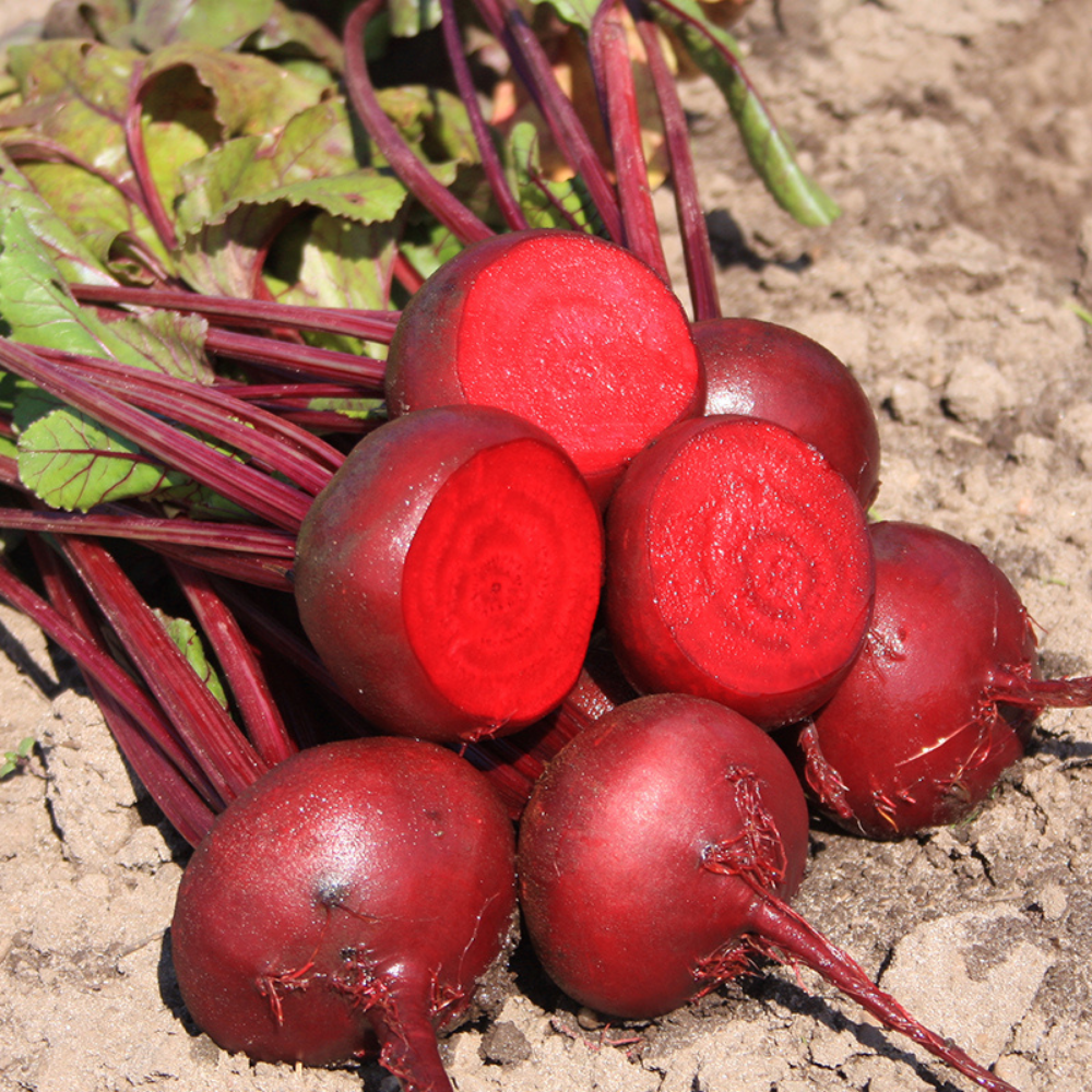 Red beet 'Egyptian flat round' BIO