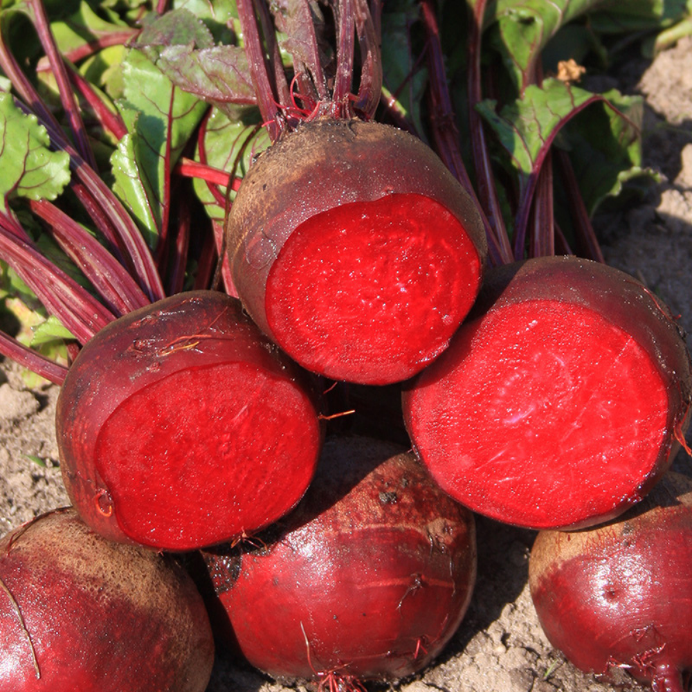 Red beetroot Ball 'Ball 2' BIO