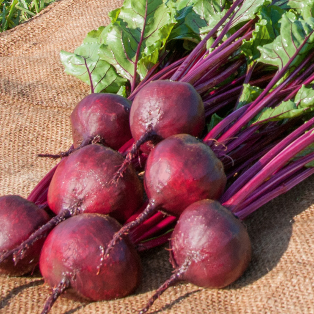 Red beet 'Boro F1' BIO