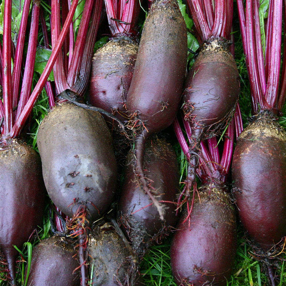 Red beet 'Cylindra' BIO