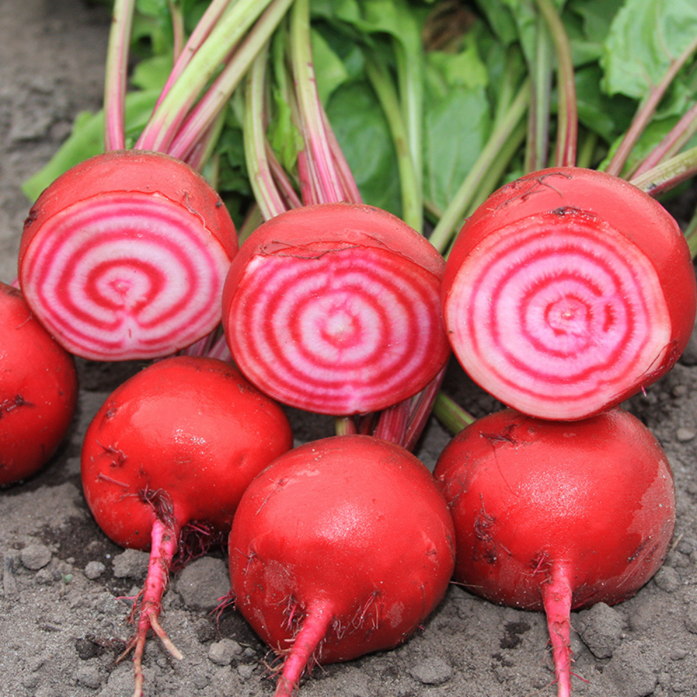 Red beet 'Chioggia' BIO