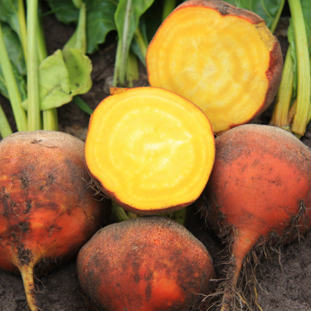 Yellow beet 'Boldor' BIO