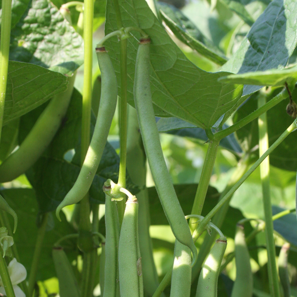 Runner bean 'Double white without thread' BIO