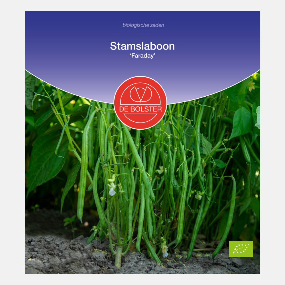 Runner bean 'Faraday' BIO