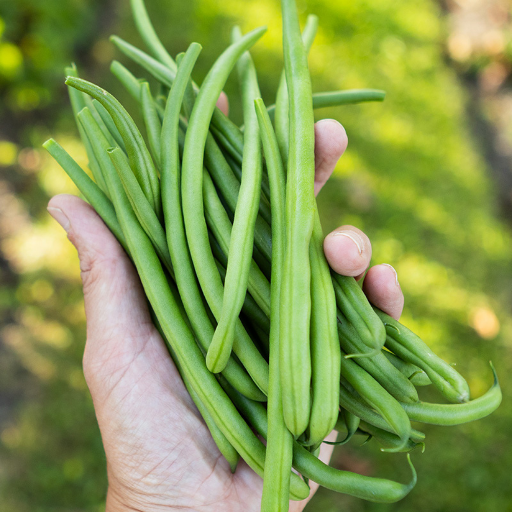 Runner bean 'Davis' BIO