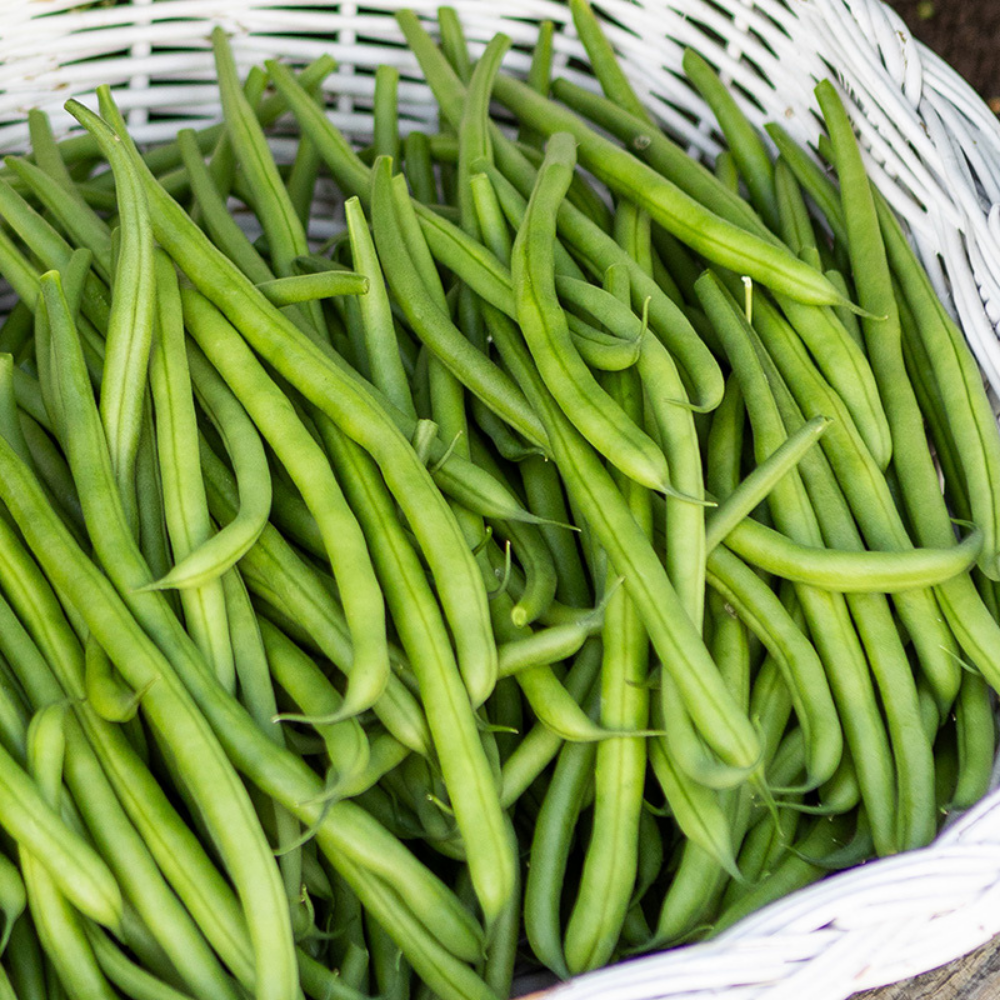 Runner bean 'Davis' BIO
