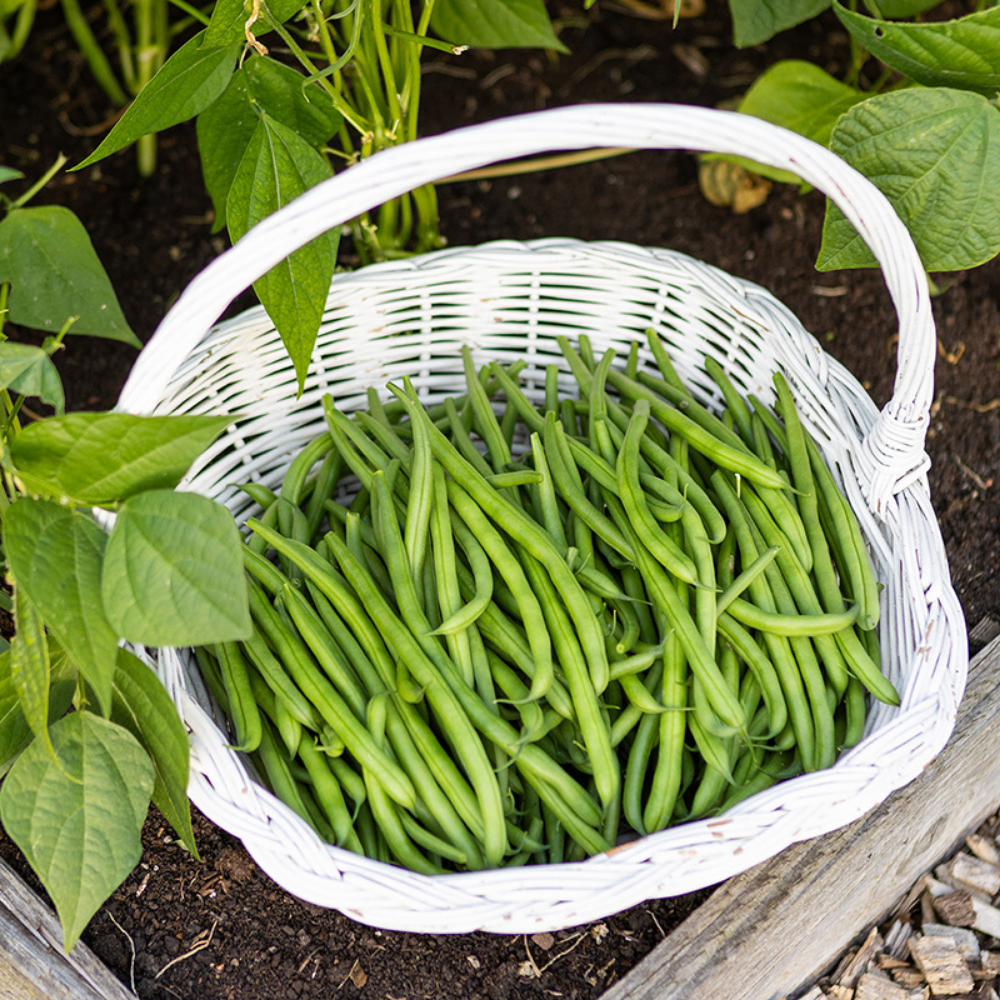 Runner bean 'Davis' BIO