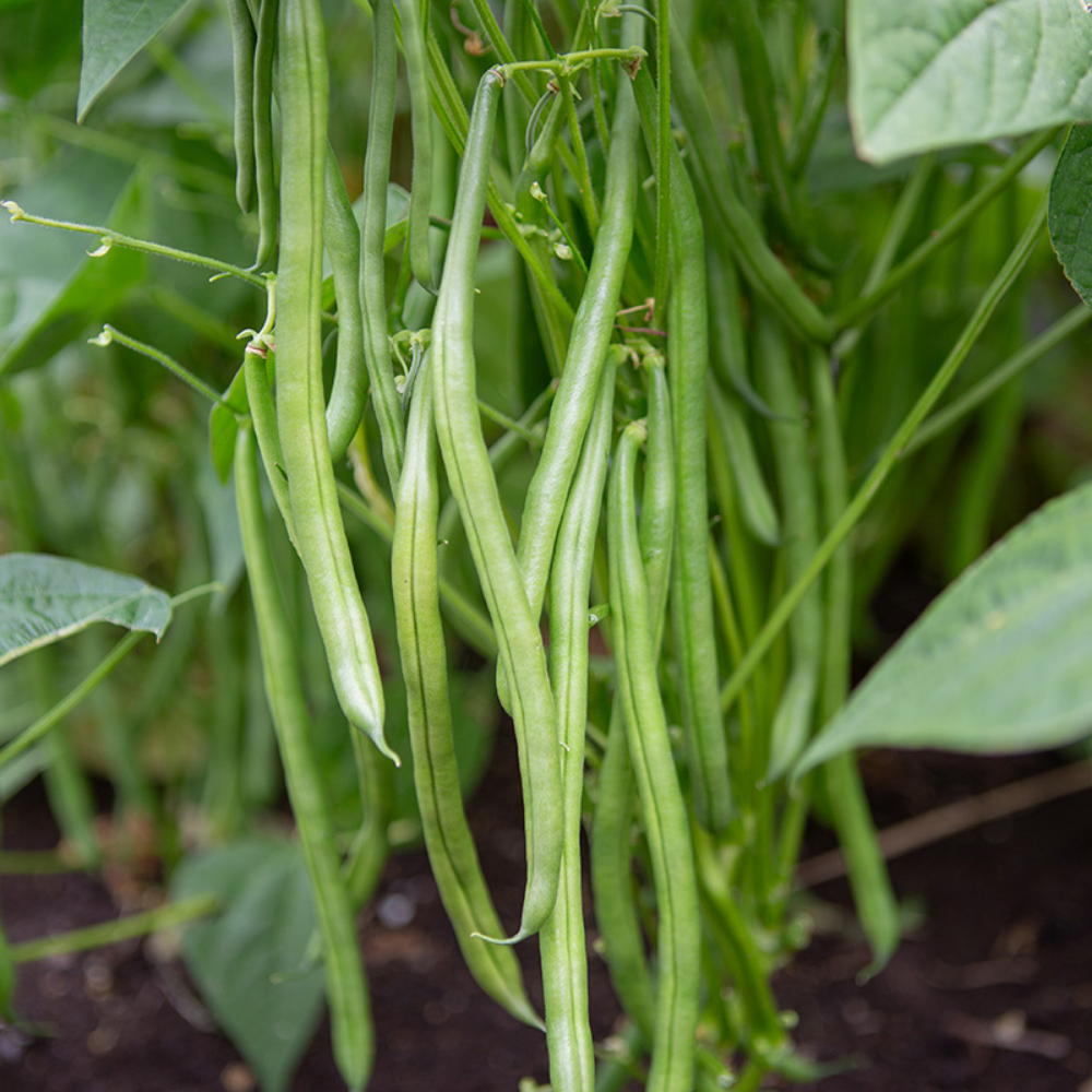 Runner bean 'Davis' BIO
