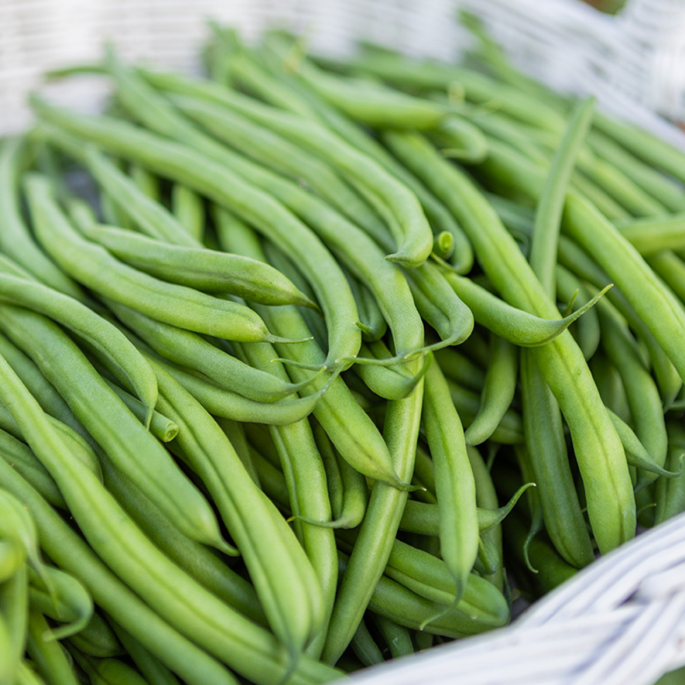 Runner bean 'Davis' BIO