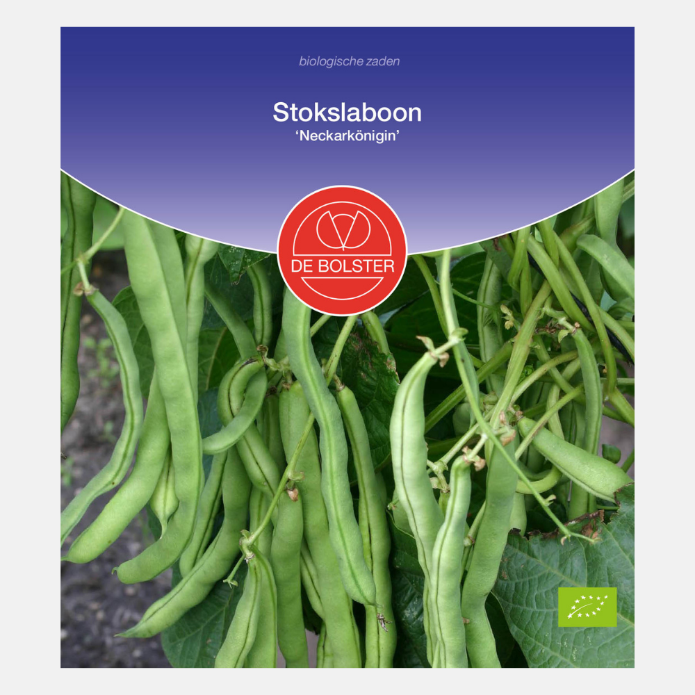 Runner bean 'Neckarkönigin' BIO