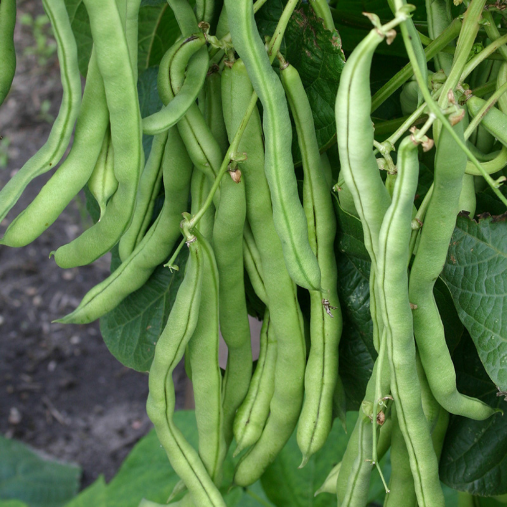 Runner bean 'Neckarkönigin' BIO