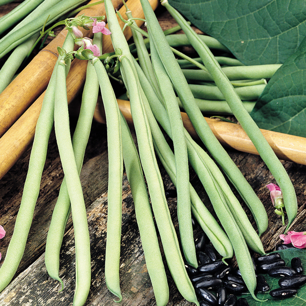Bâtonnet de haricot vert 'Cobra' BIO
