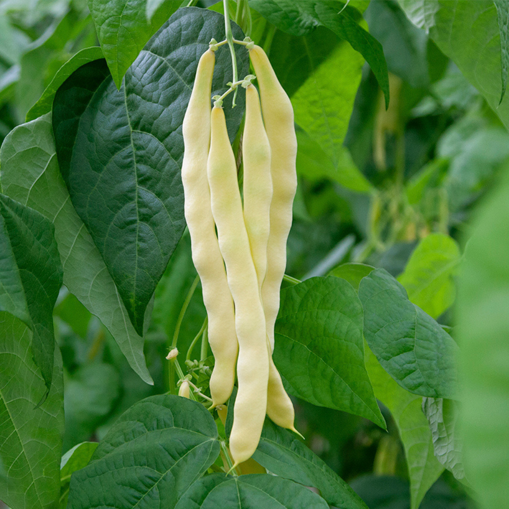 Pole bean 'Golden Gate' BIO