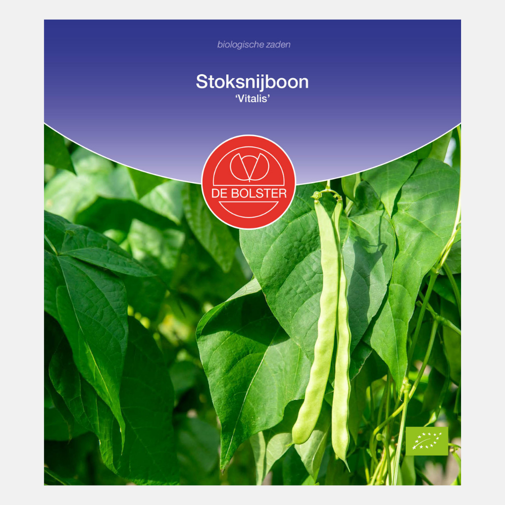 Pole bean 'Vitalis' BIO