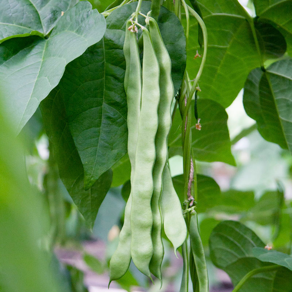 Pole bean 'Vitalis' BIO