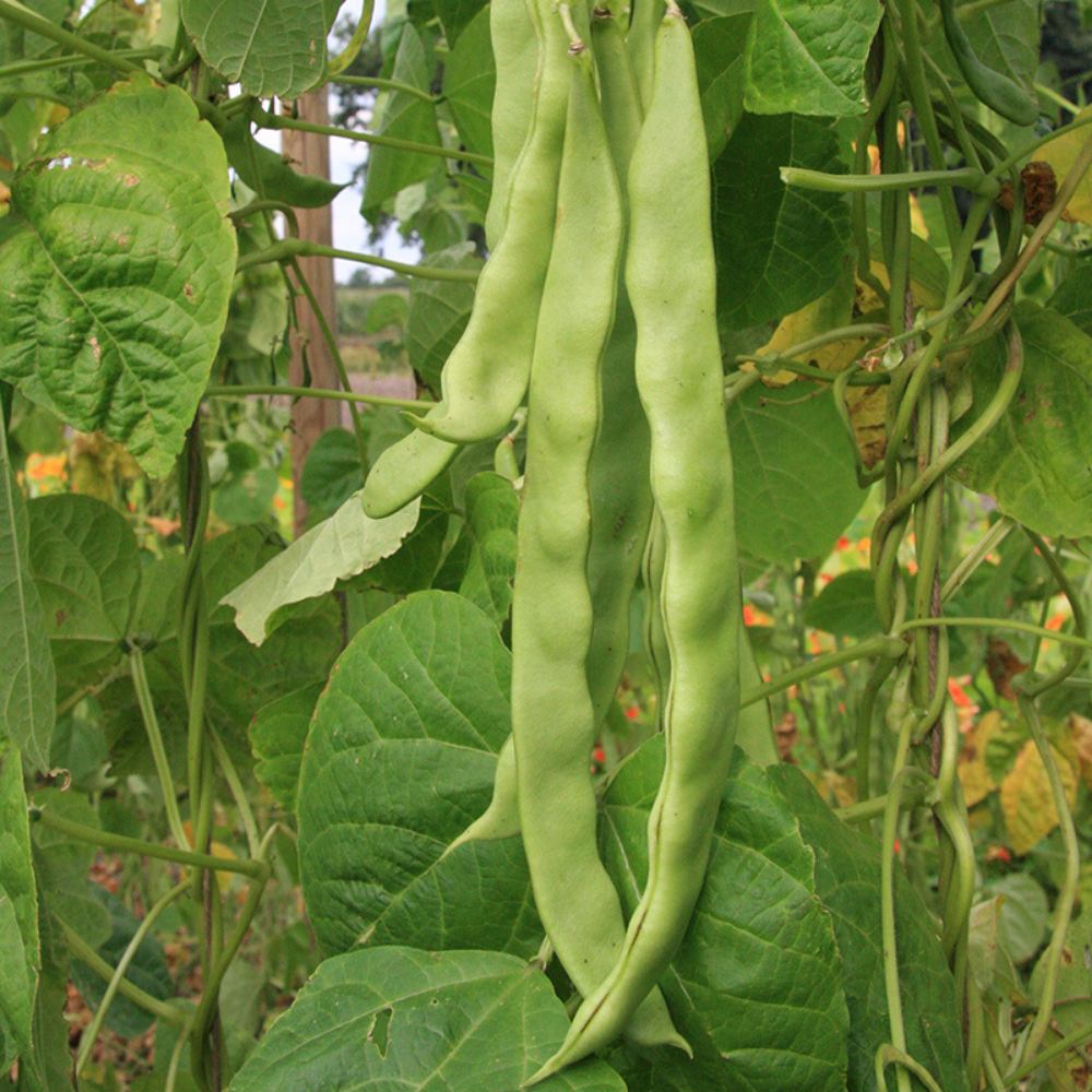 Pole bean 'Helda' BIO