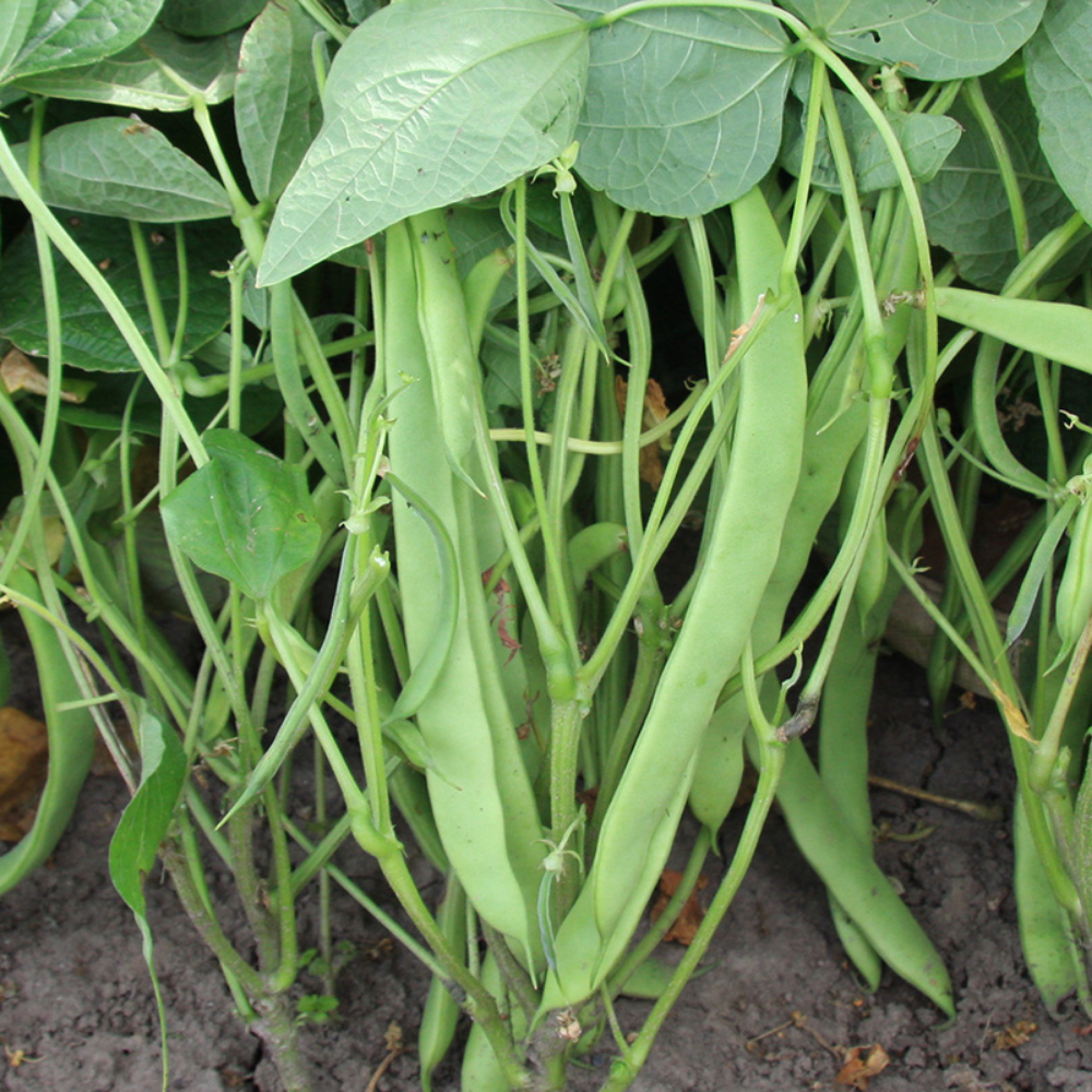 Runner bean 'Nassau' BIO