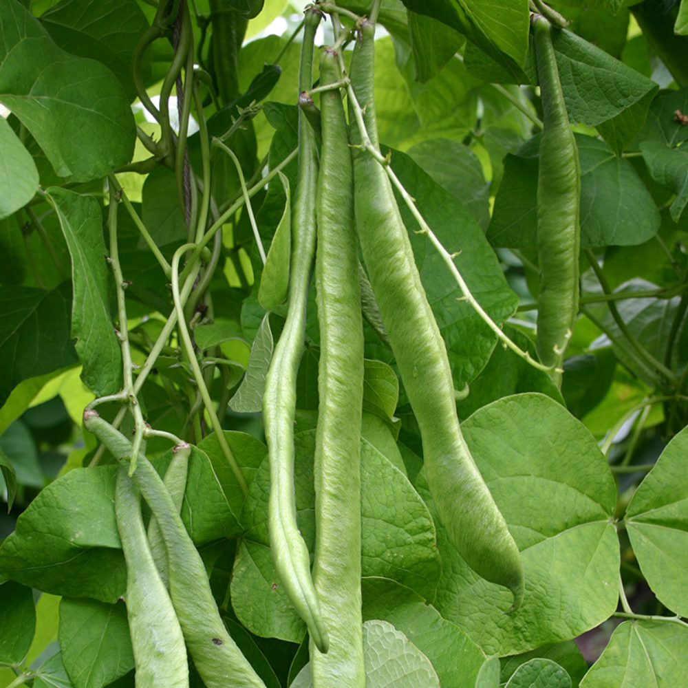 Runner bean 'Emergo' BIO