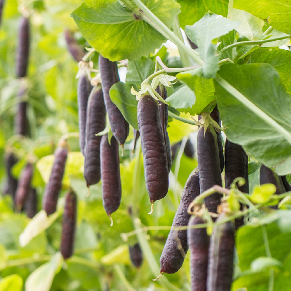 Capucin 'Blauwschokker' BIO