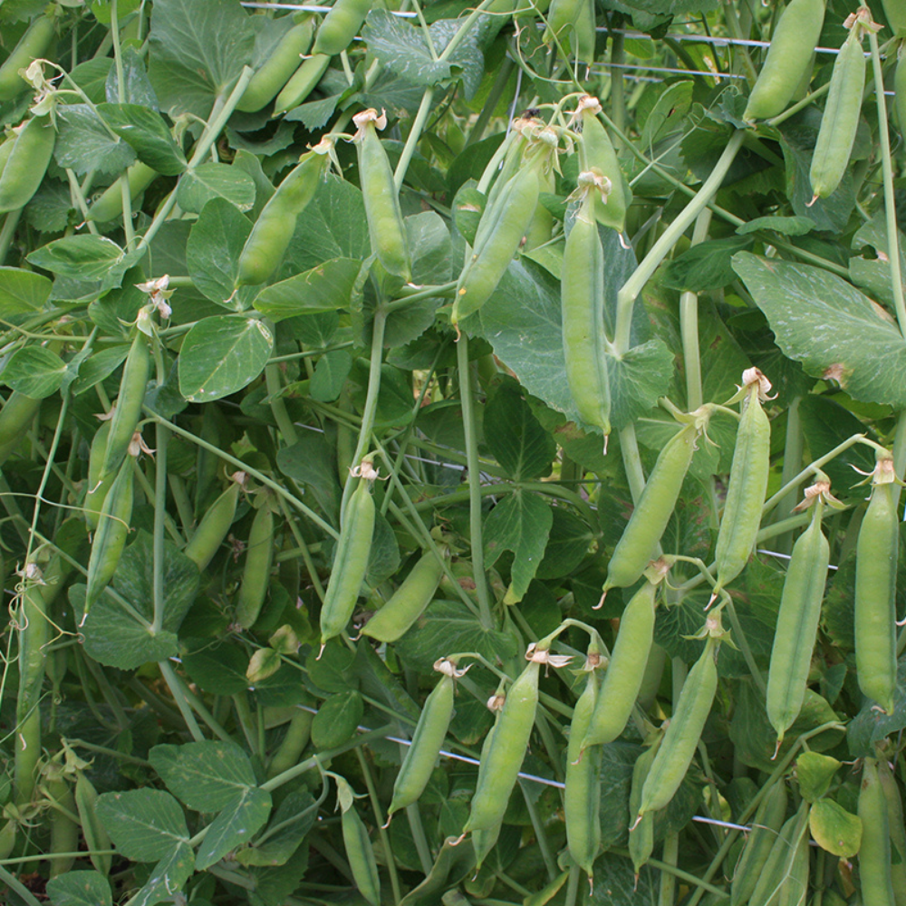 Rice pea 'First early May' BIO