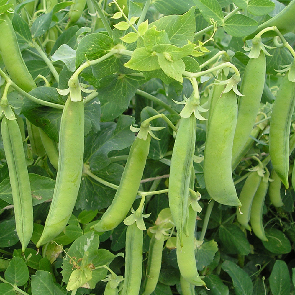 Rice pea 'Senator' BIO