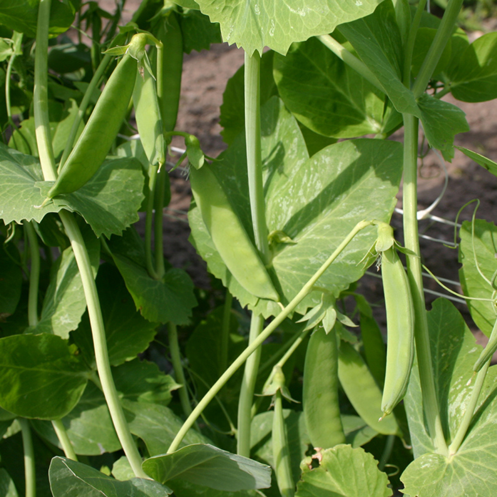 Cosse de riz 'Héraut' BIO