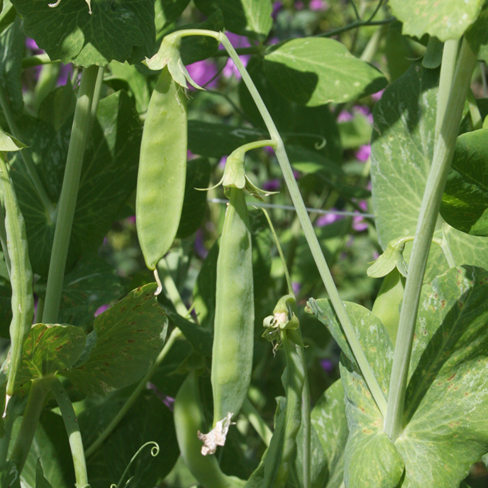 Rice pod 'Hendriks' BIO