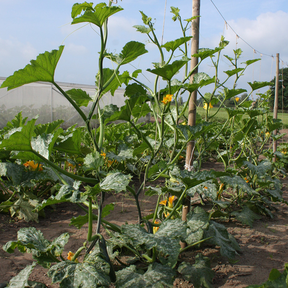 Climbing zucchini 'Ola Escaladora' BIO