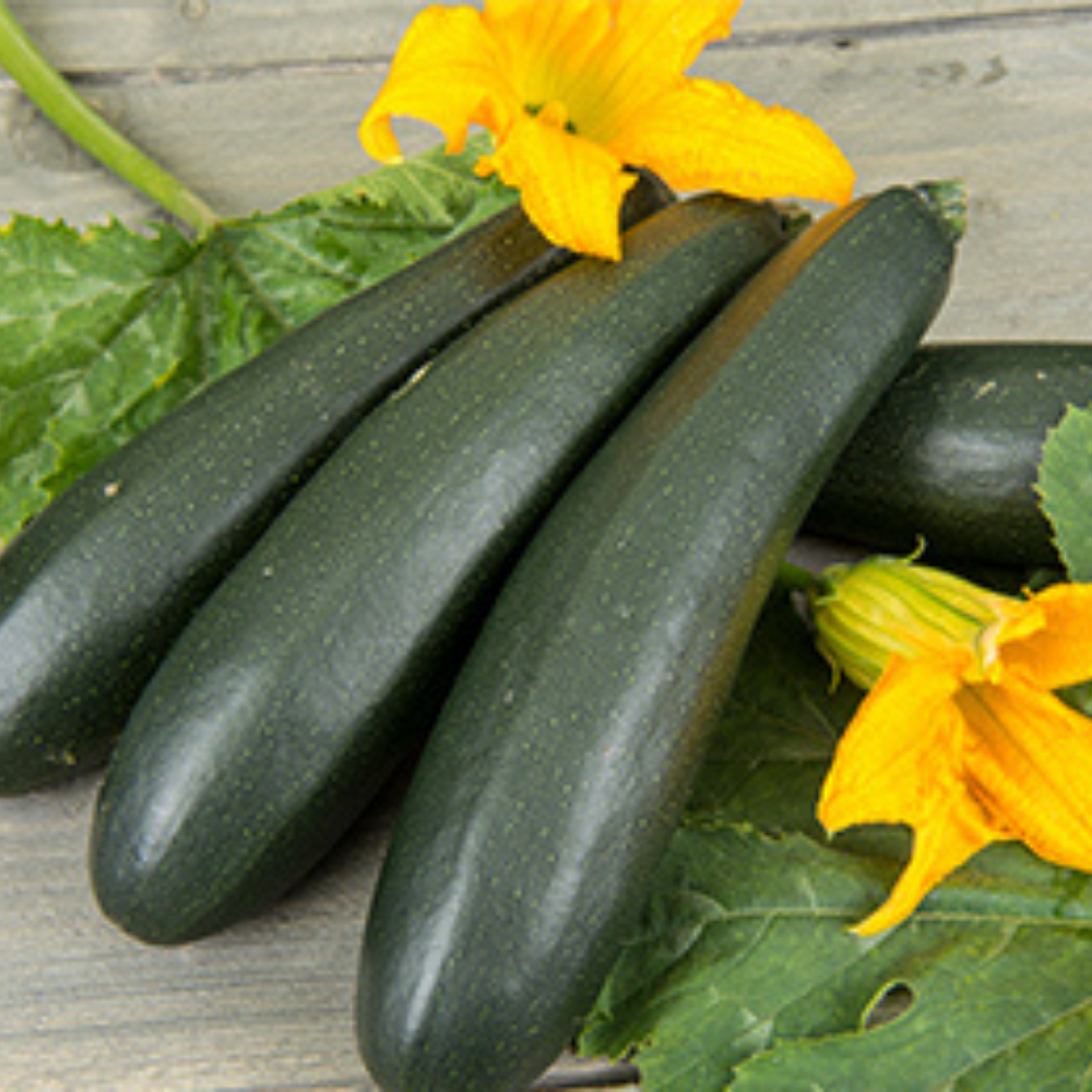 Climbing zucchini 'Ola Escaladora' BIO