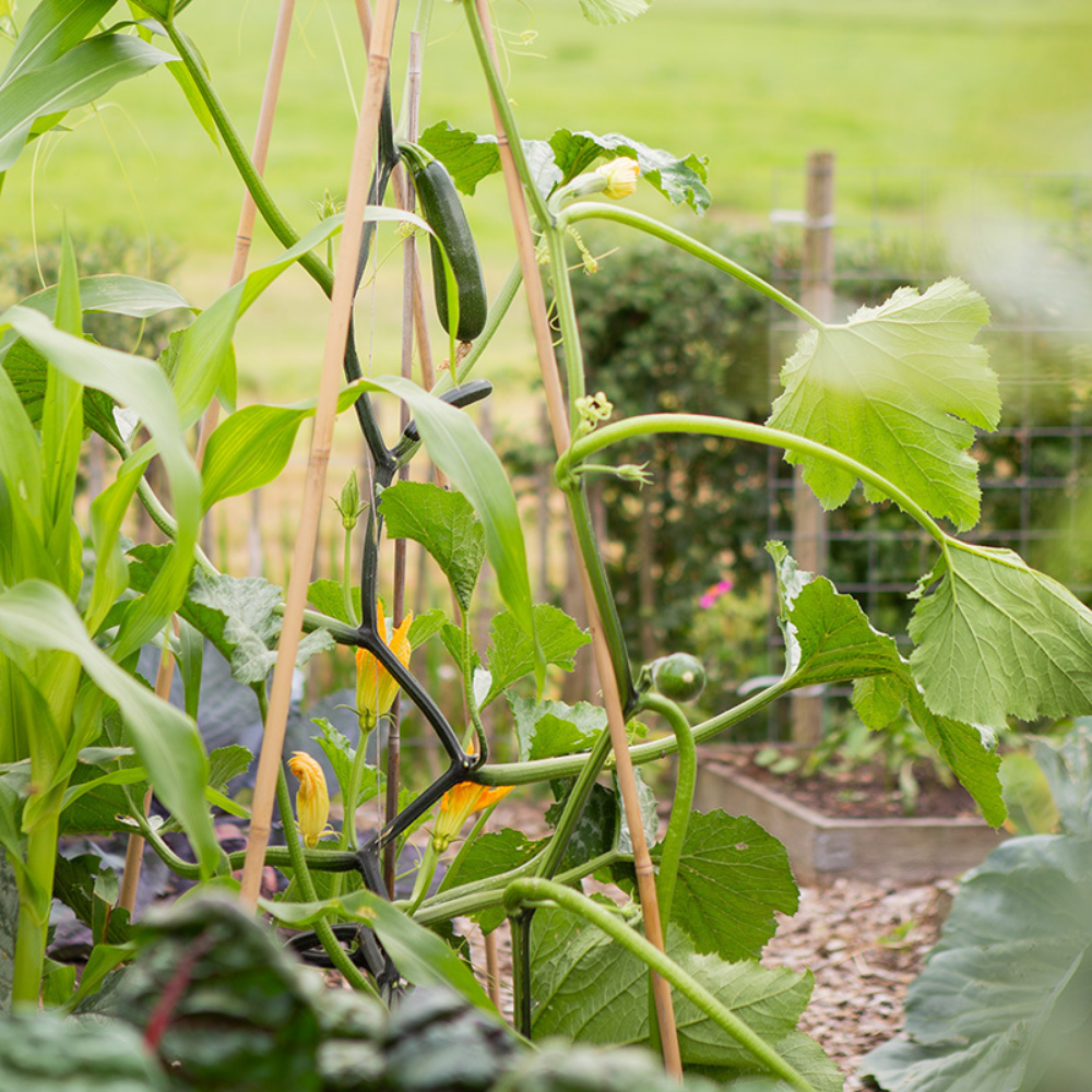 Climbing zucchini 'Ola Escaladora' BIO