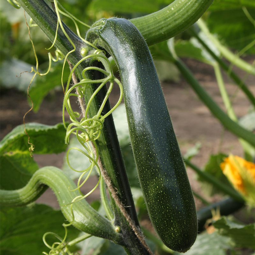 Climbing zucchini 'Ola Escaladora' BIO