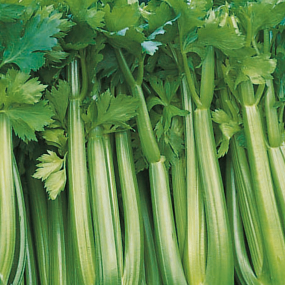 Celery 'Tango F1' BIO