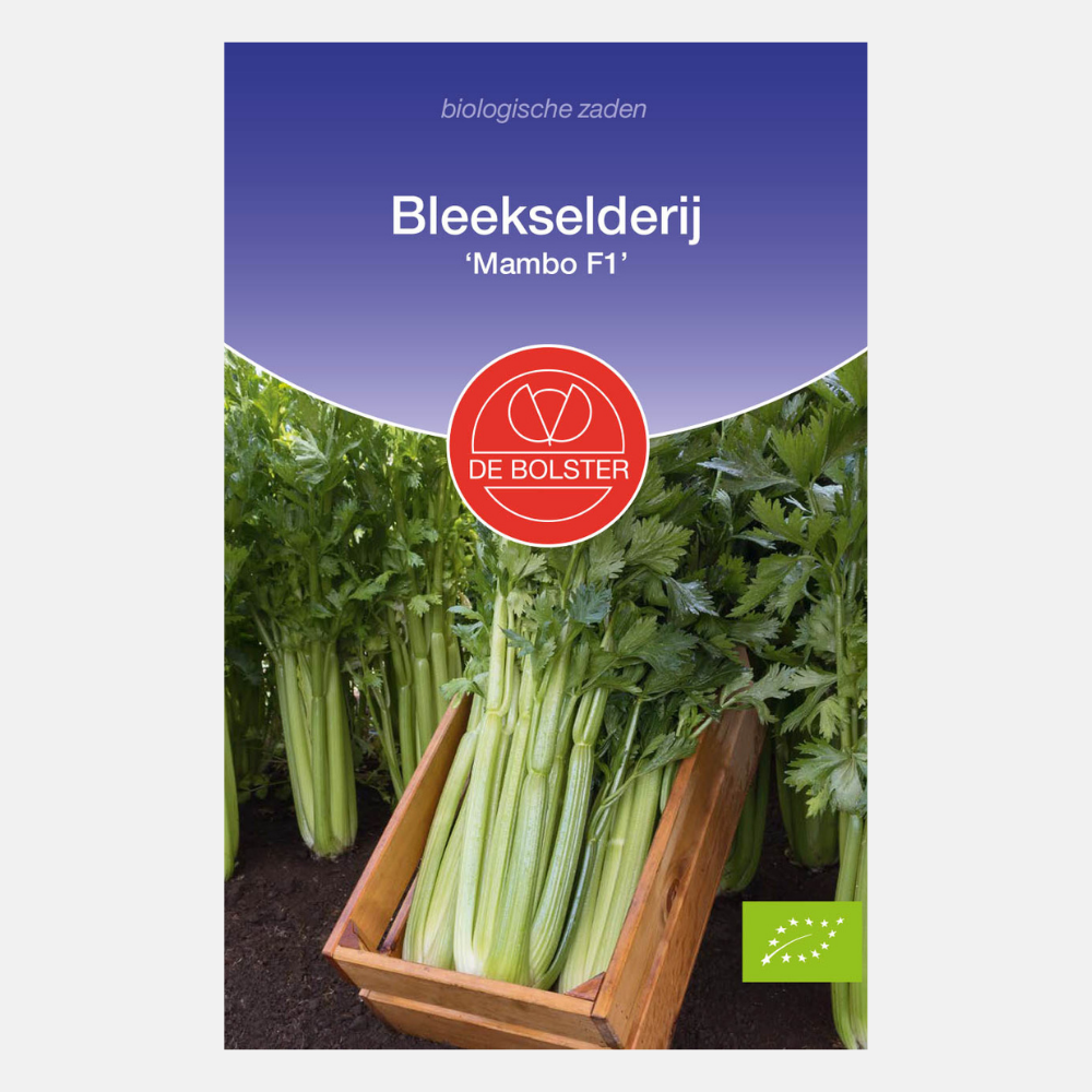 Celery 'Mambo F1' BIO