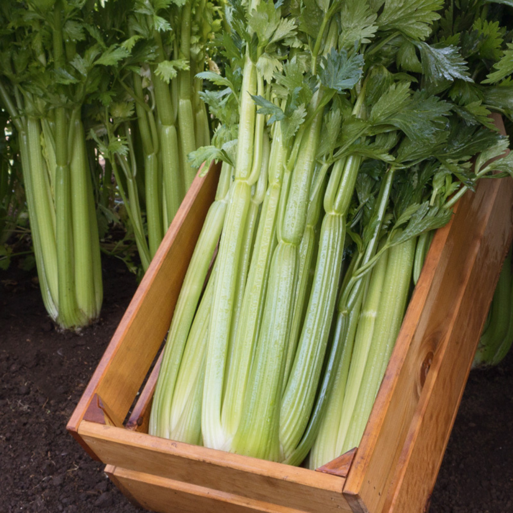 Celery 'Mambo F1' BIO