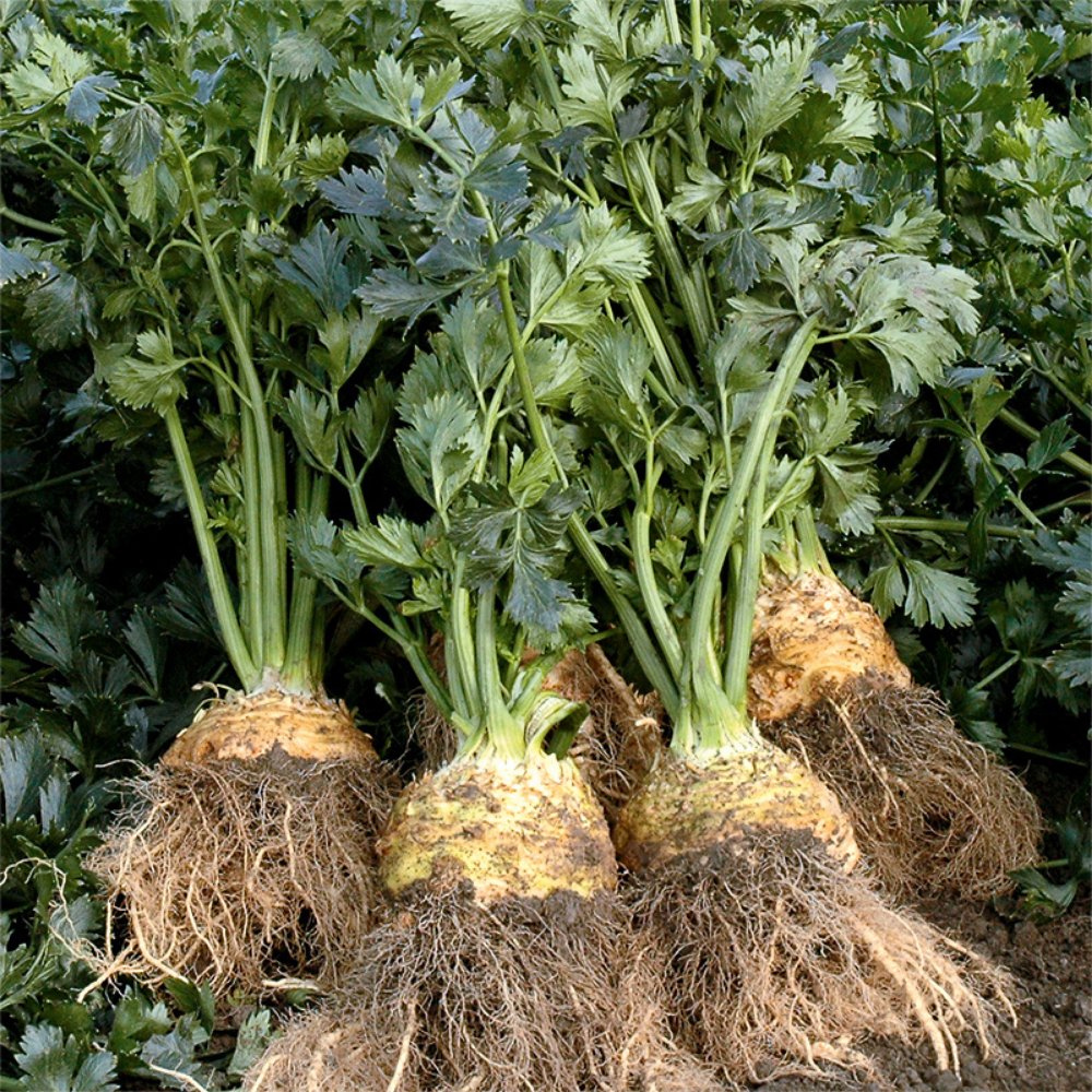 Celeriac 'Balena F1' BIO