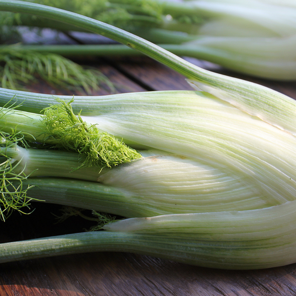 Fennel 'Fino' BIO